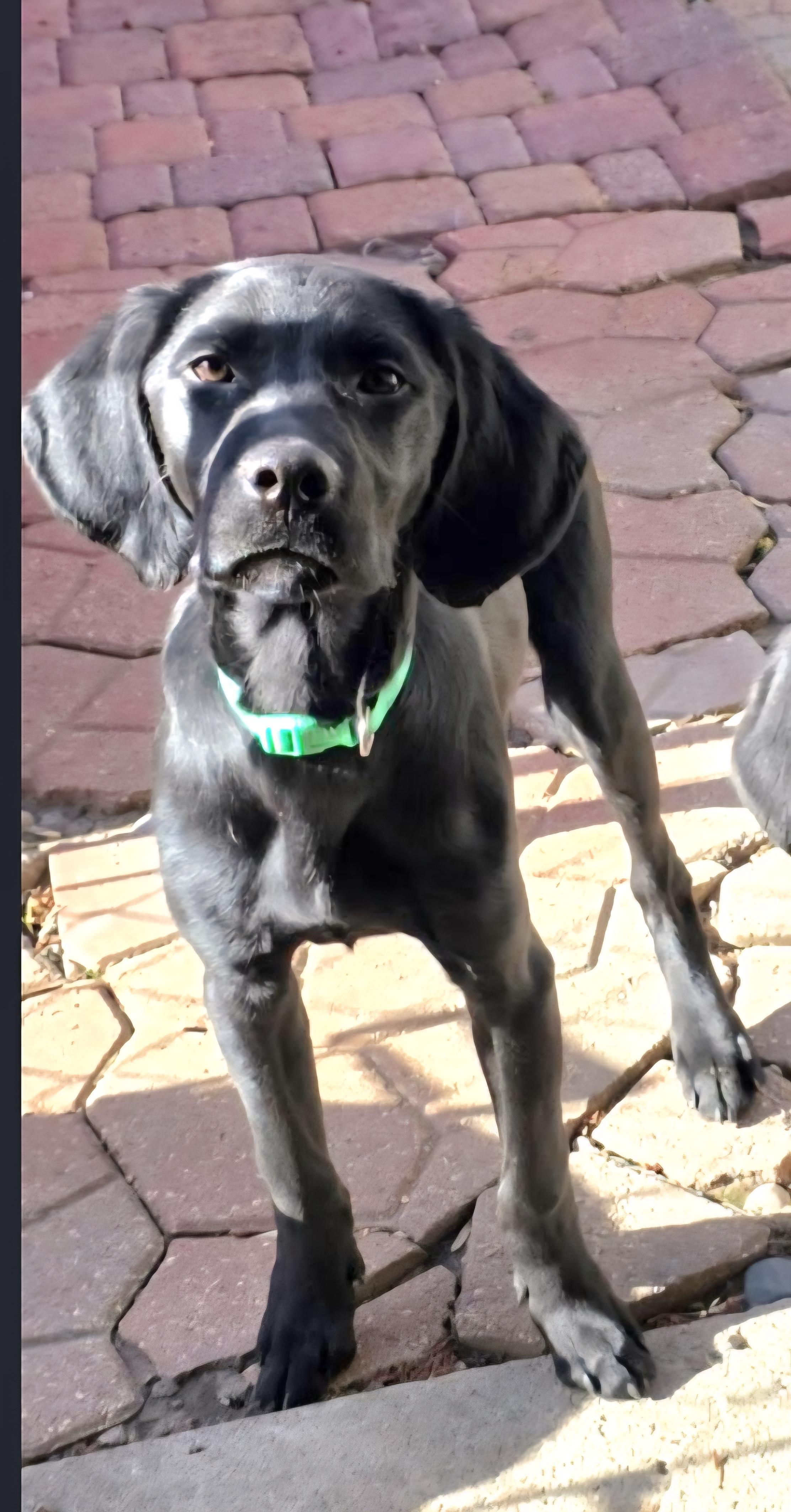 Lewis , a ADOPTABLE mixed breed in Jamestown, ND image 5/6