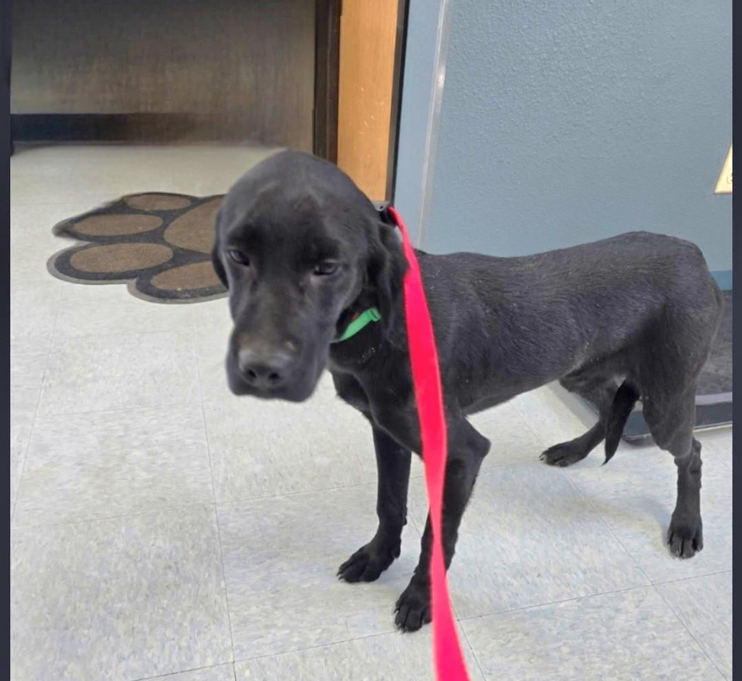 Lewis , a ADOPTABLE mixed breed in Jamestown, ND image 4/6