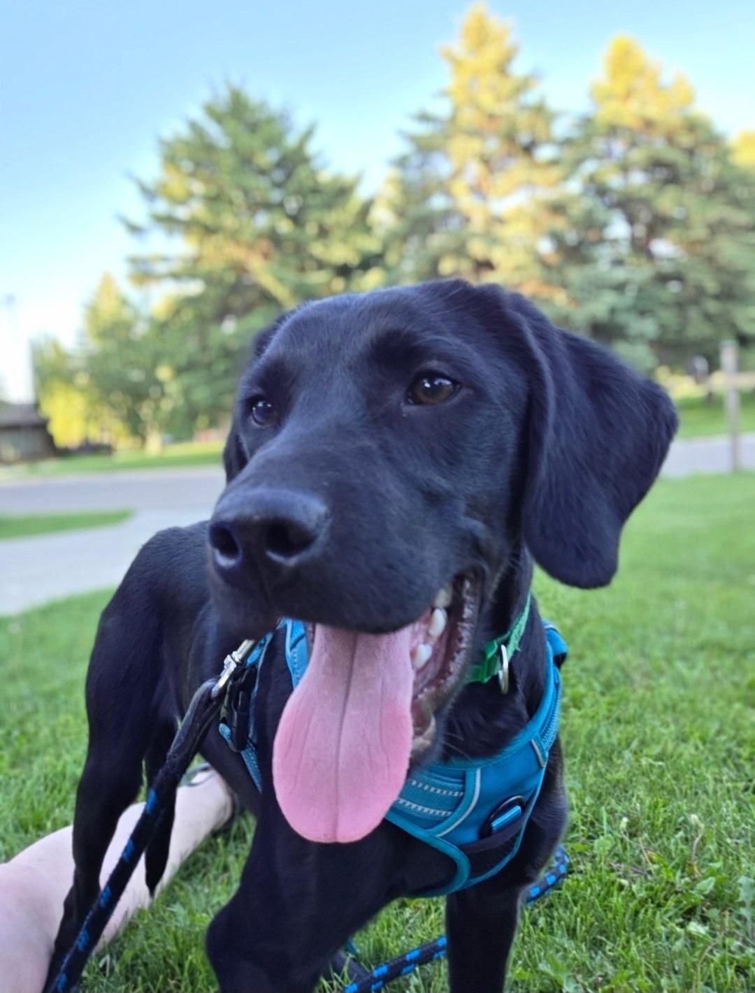 Enlarge Lewis , a ADOPTABLE mixed breed in Jamestown, ND image 5/6