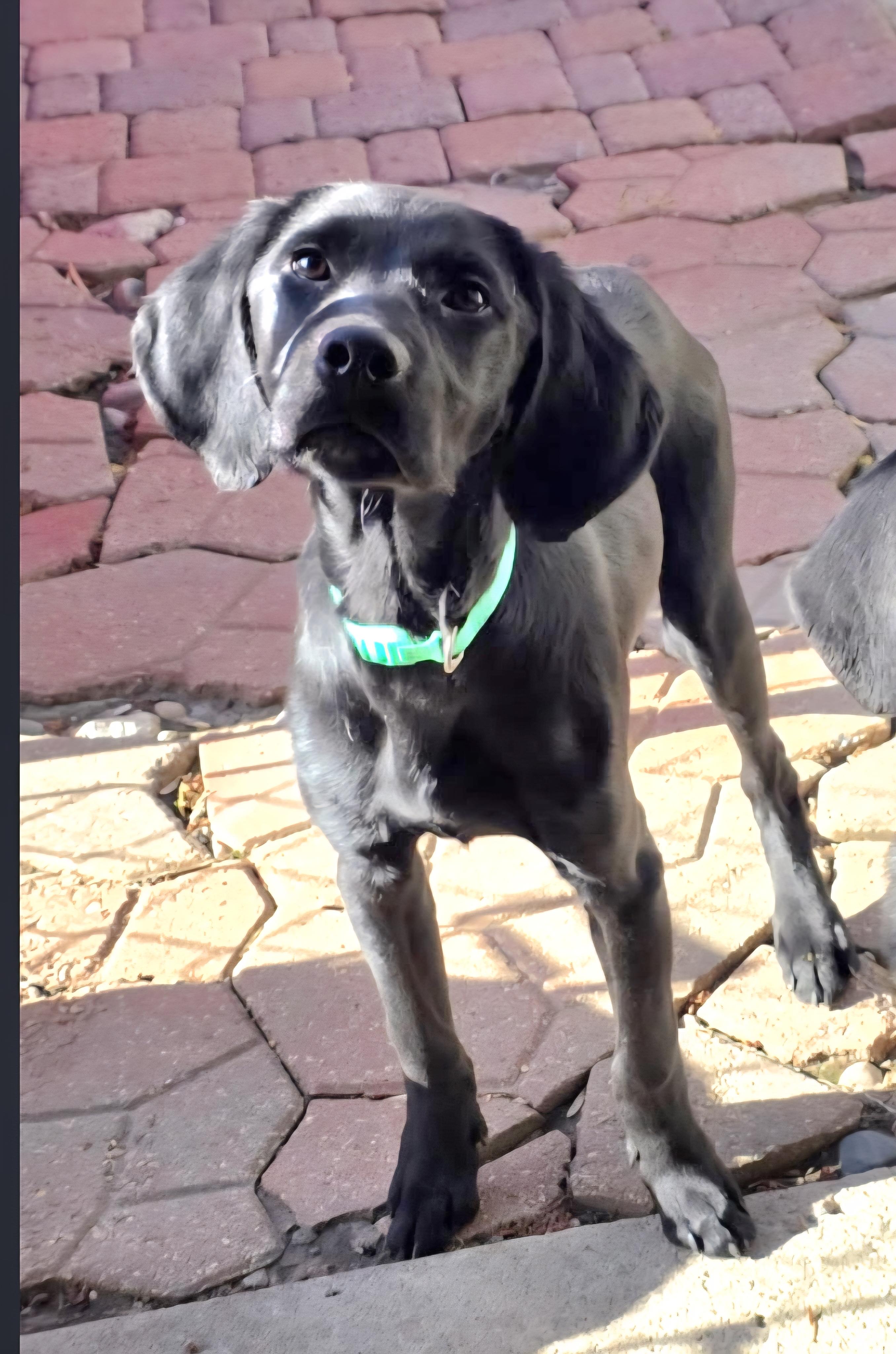 Lewis , a ADOPTABLE mixed breed in Jamestown, ND image 3/6