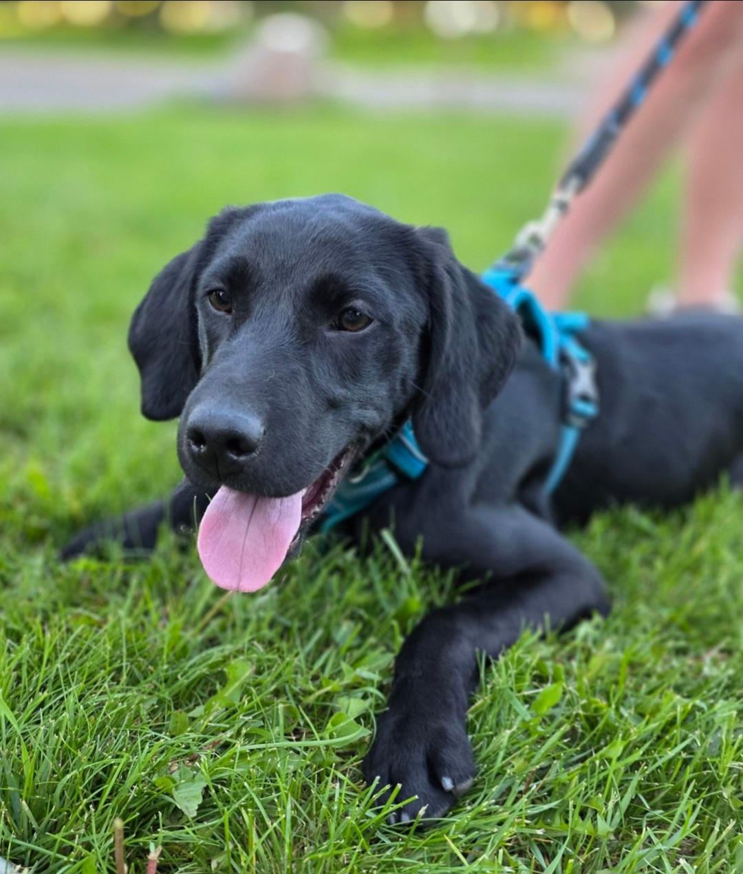 Enlarge Lewis , a ADOPTABLE mixed breed in Jamestown, ND image 3/6