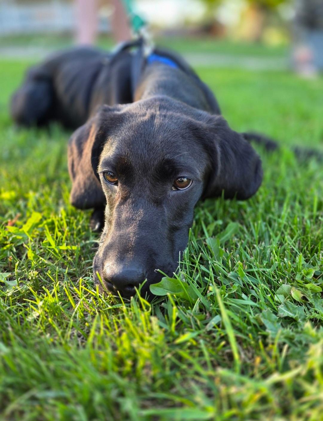 Enlarge Lewis , a ADOPTABLE mixed breed in Jamestown, ND image 4/6
