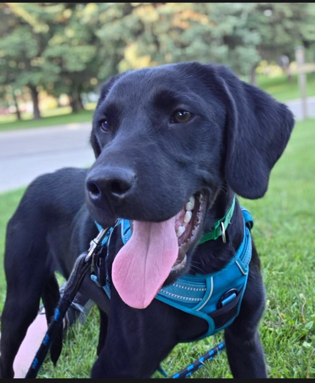 Lewis , ADOPTABLE, Young Male Black Labrador Retriever & Brittany Spaniel.