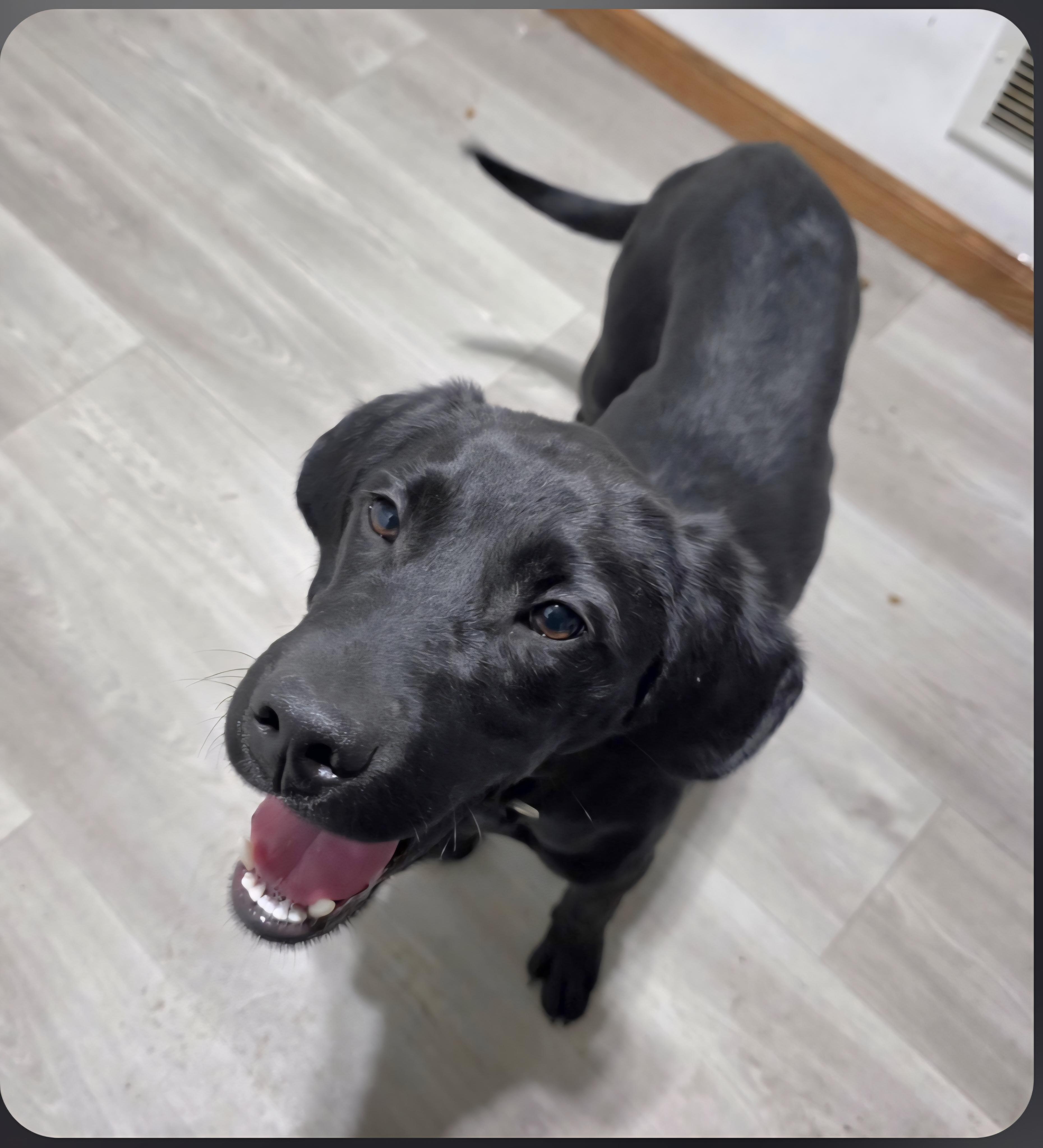 Lewis , a ADOPTABLE mixed breed in Jamestown, ND image 2/6
