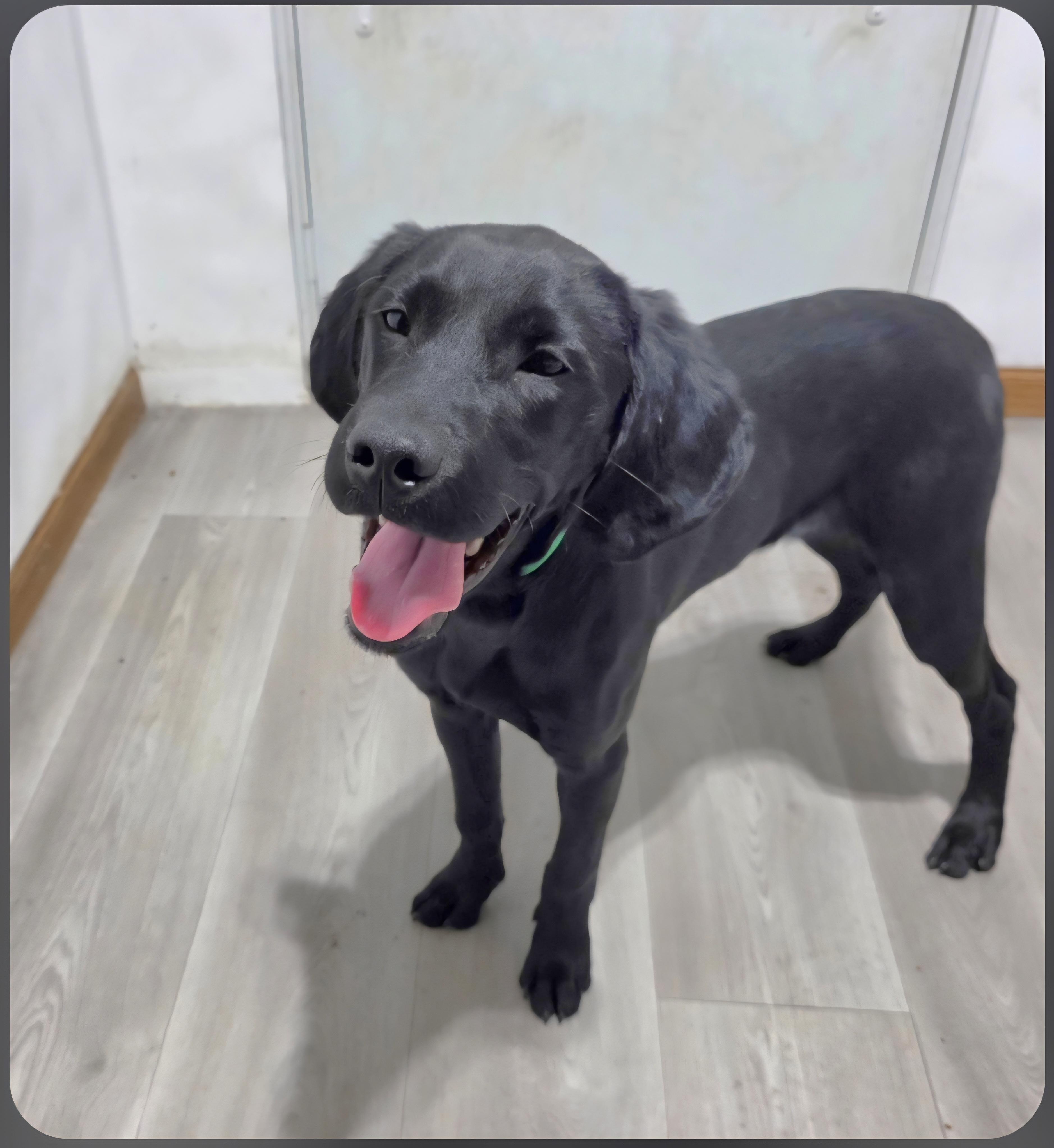 Lewis , ADOPTABLE, Young Male Black Labrador Retriever & Brittany Spaniel.