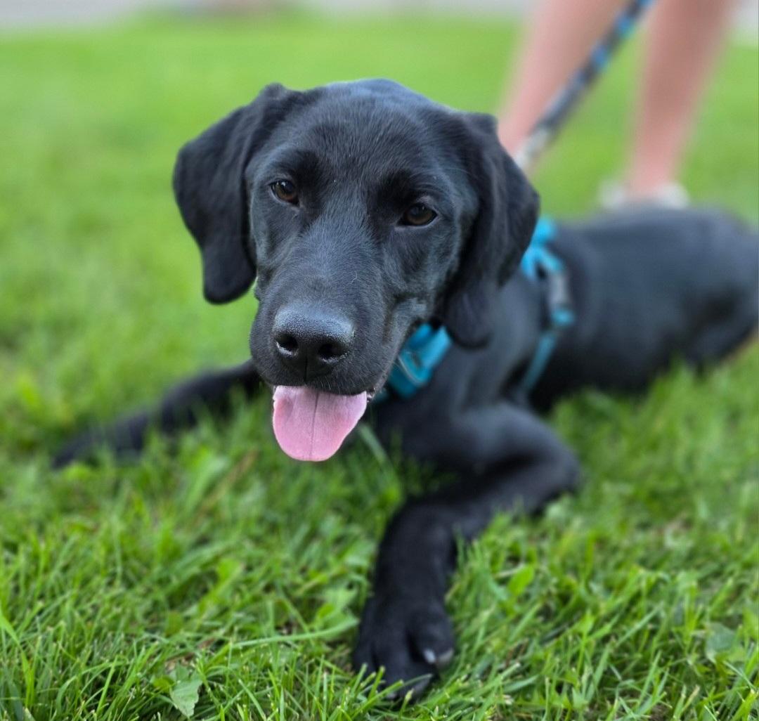 Enlarge Lewis , a ADOPTABLE mixed breed in Jamestown, ND image 2/6