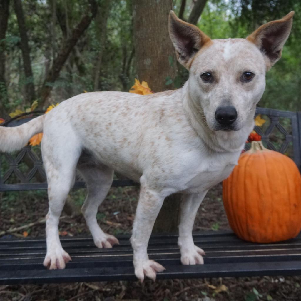 Red Fish, Adoptable, Adult Female Cattle Dog & Mixed Breed.
