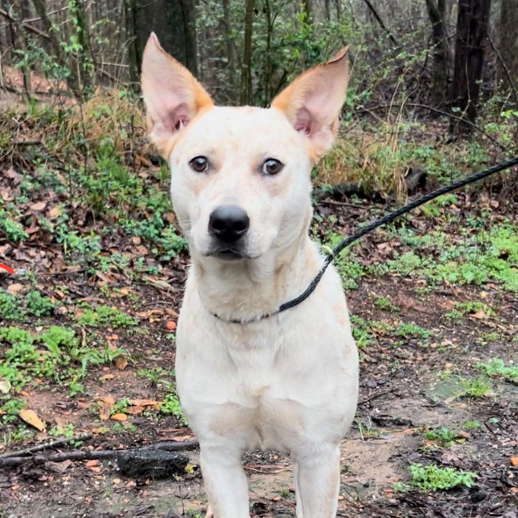 Enlarge Red Fish, a Adoptable mixed breed in Monroeville, AL image 2/4