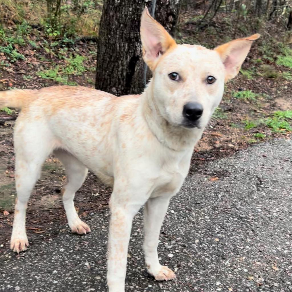 Enlarge Red Fish, a Adoptable mixed breed in Monroeville, AL image 4/4