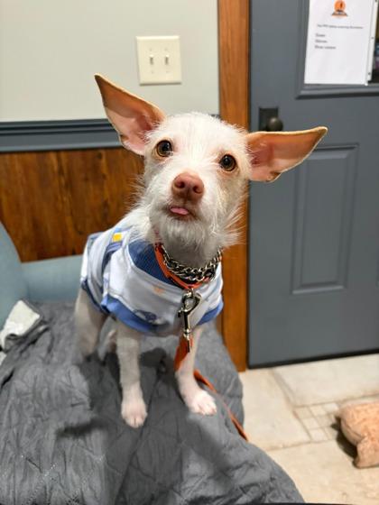 Freya, Adoptable, Adult Female Chihuahua & Mixed Breed.