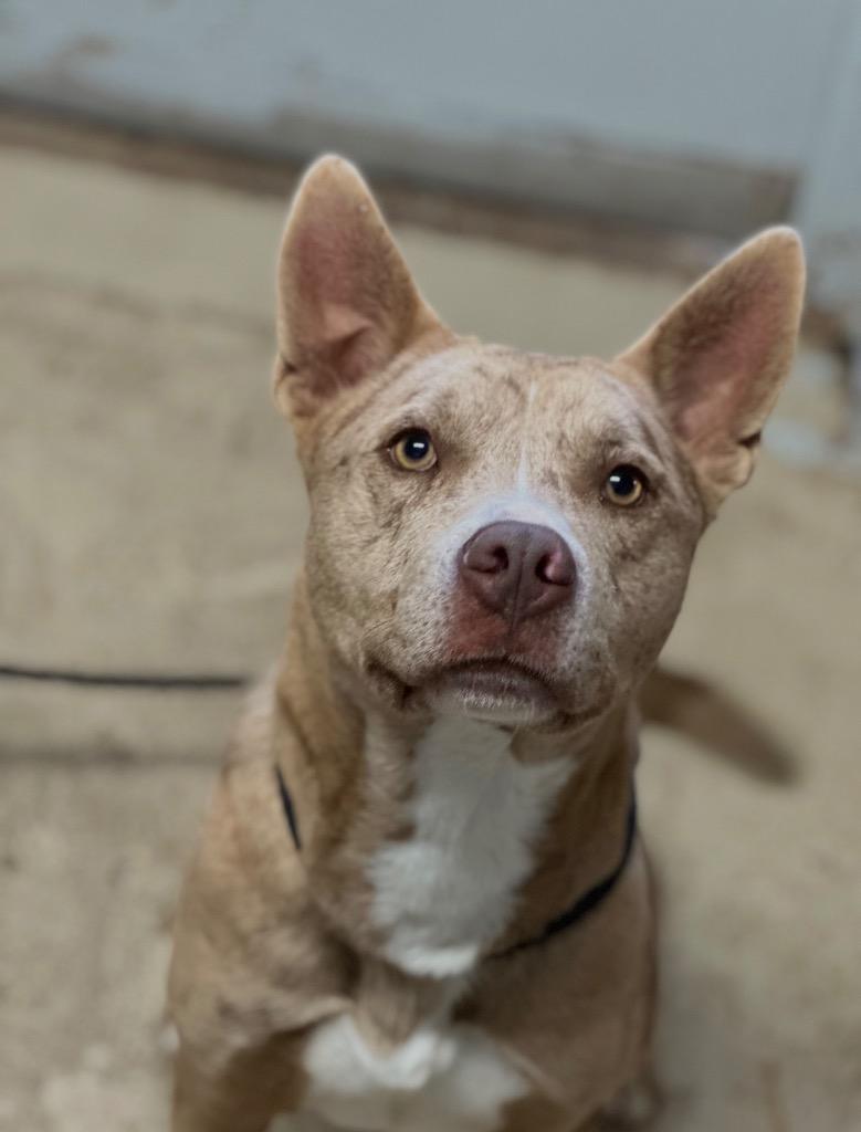 Enlarge Spud, a Adoptable mixed breed in Morgantown, KY image 1/1