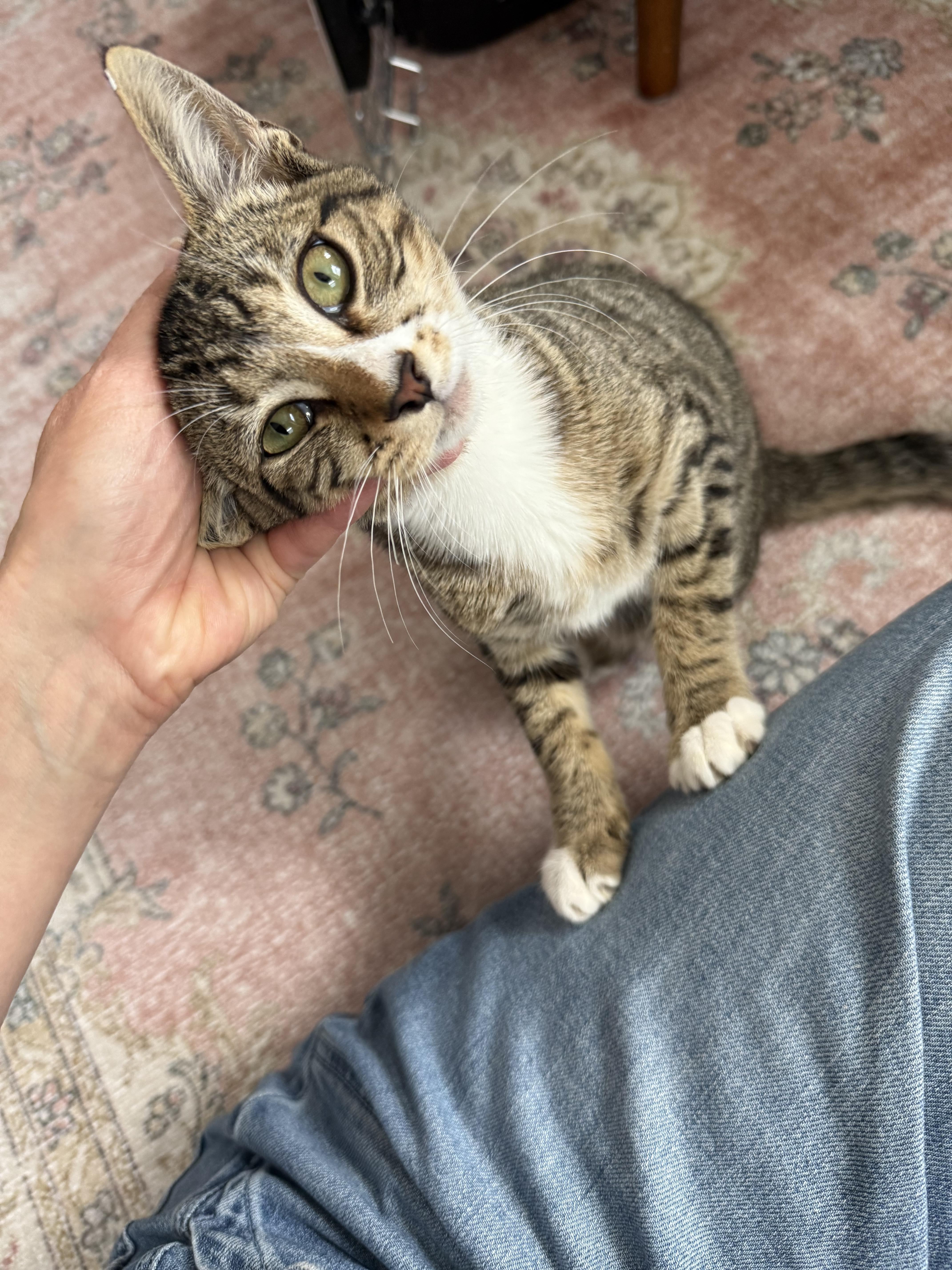 Enlarge Q-Tip, a ADOPTABLE Domestic Short Hair in Lakewood, CO image 1/6