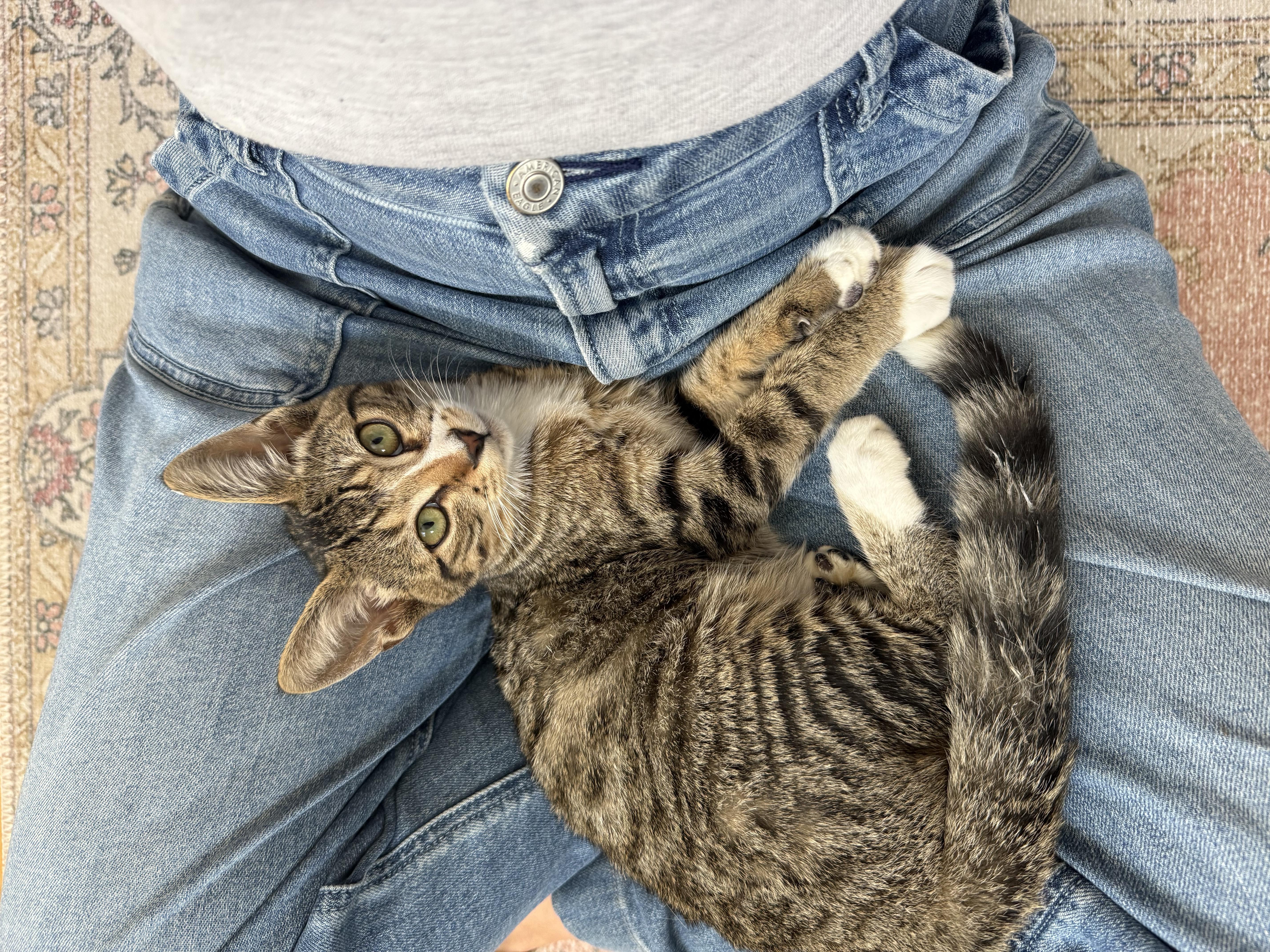 Enlarge Q-Tip, a ADOPTABLE Domestic Short Hair in Lakewood, CO image 2/6