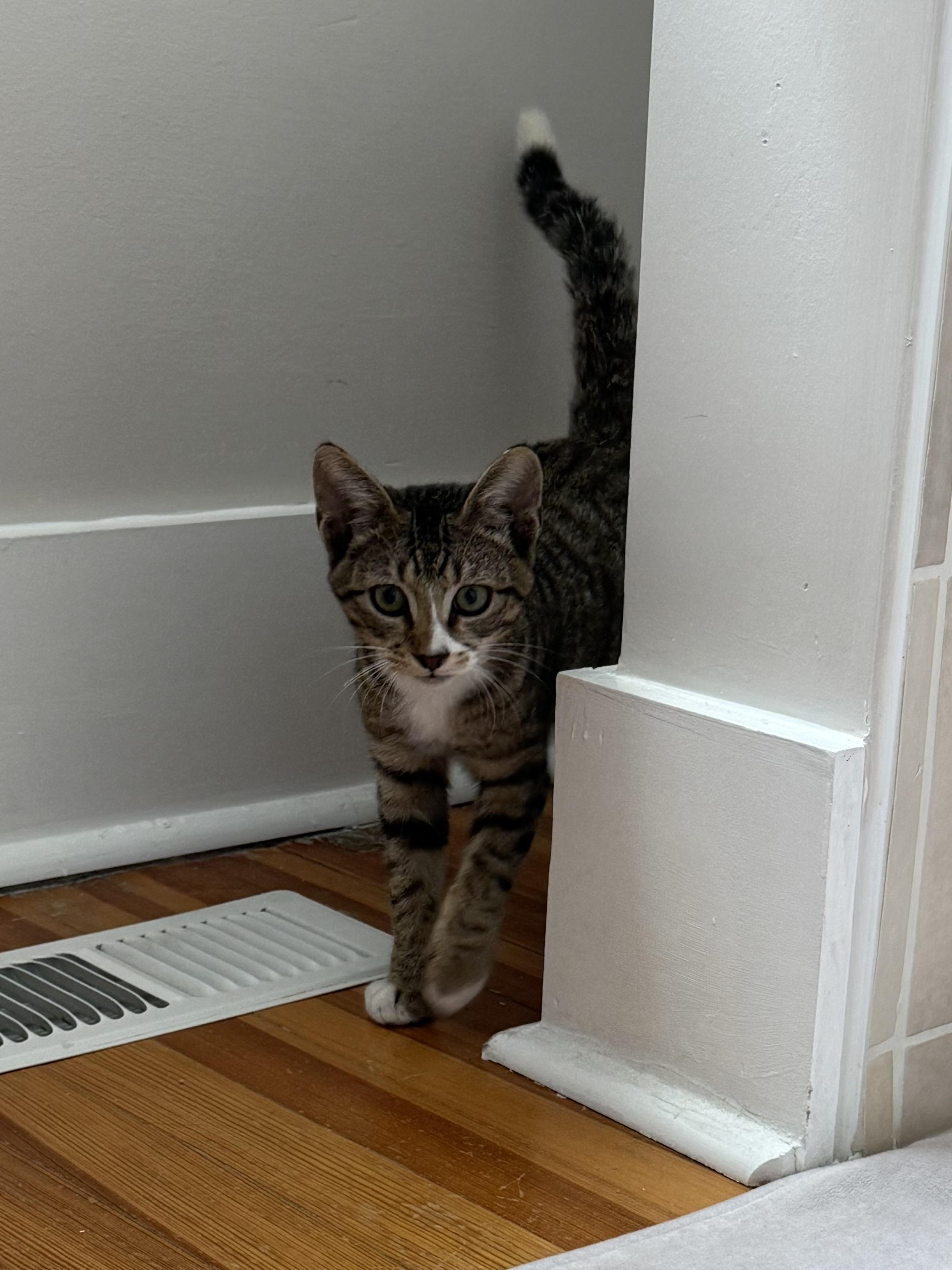 Enlarge Q-Tip, a ADOPTABLE Domestic Short Hair in Lakewood, CO image 6/6