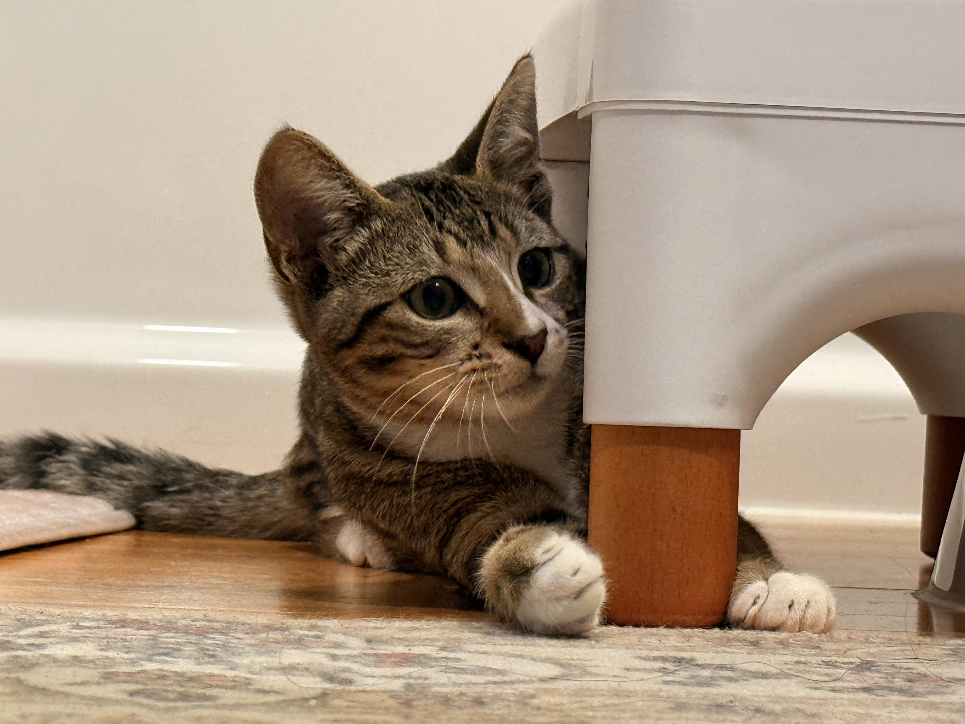 Enlarge Q-Tip, a ADOPTABLE Domestic Short Hair in Lakewood, CO image 3/6