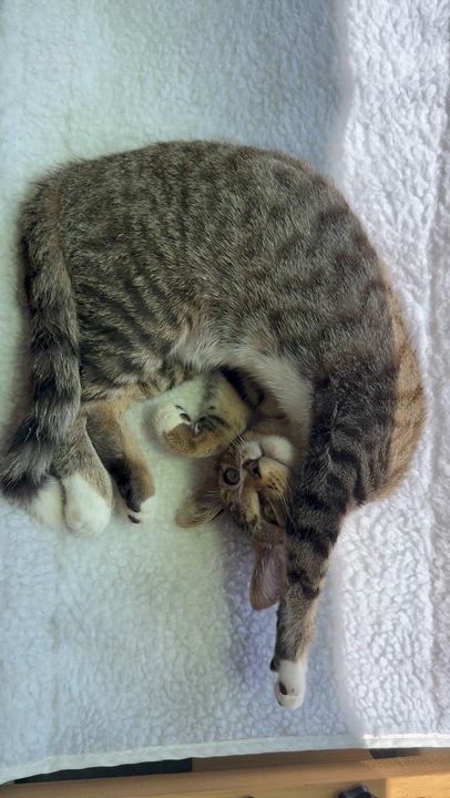 Enlarge Q-Tip, a ADOPTABLE Domestic Short Hair in Lakewood, CO video 5/6