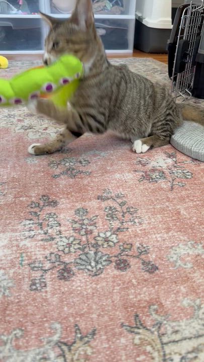 Enlarge Q-Tip, a ADOPTABLE Domestic Short Hair in Lakewood, CO video 4/6