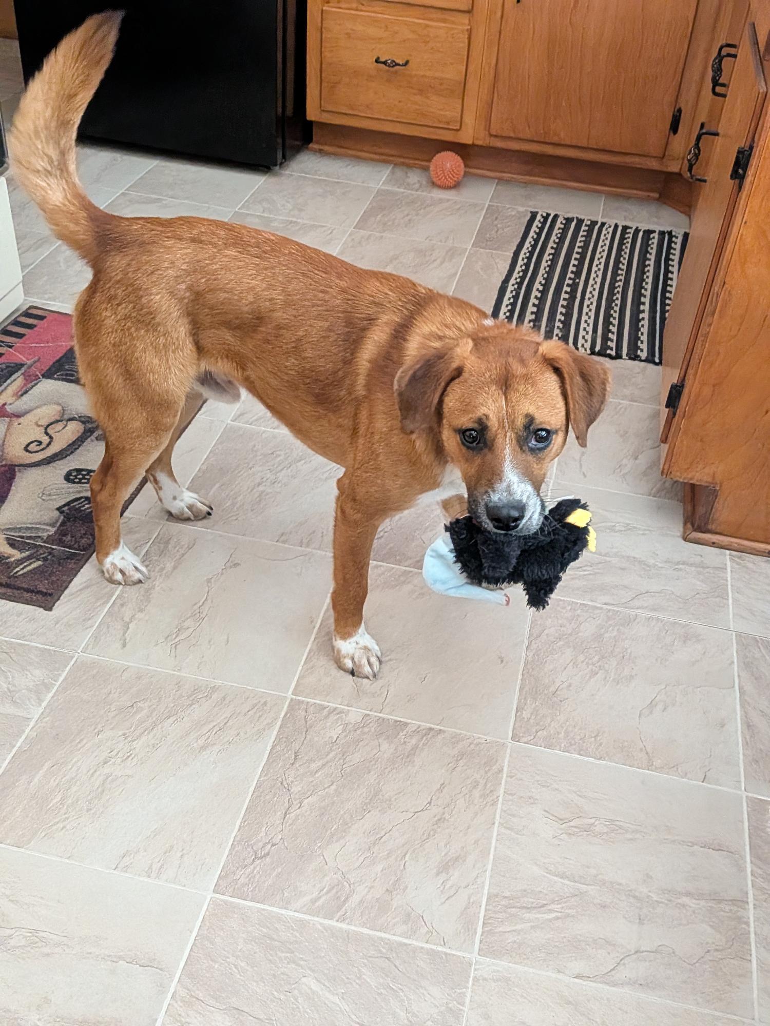 Enlarge Carson, a ADOPTABLE mixed breed in Union Grove, WI image 3/5