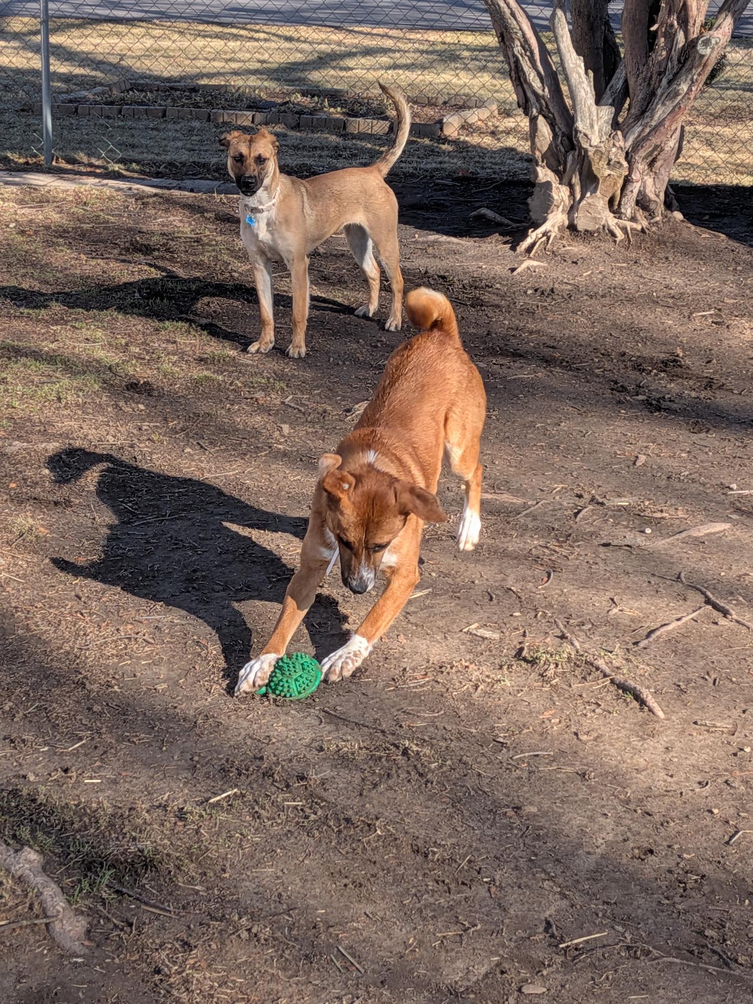 Enlarge Carson, a ADOPTABLE mixed breed in Union Grove, WI image 4/5