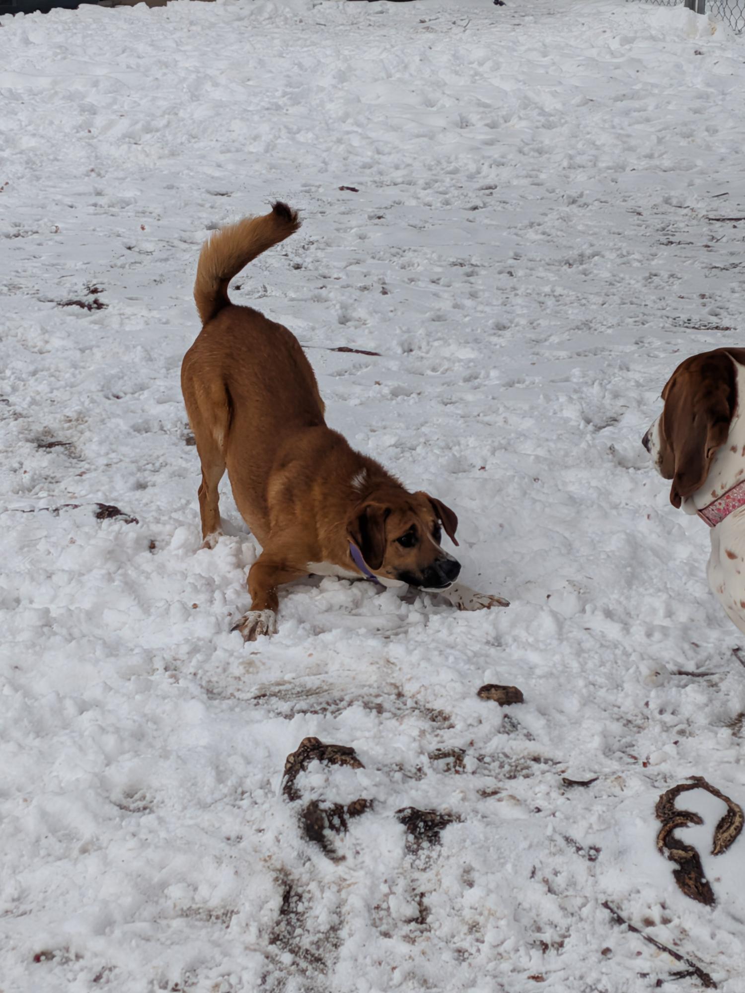 Enlarge Carson, a ADOPTABLE mixed breed in Union Grove, WI image 2/5