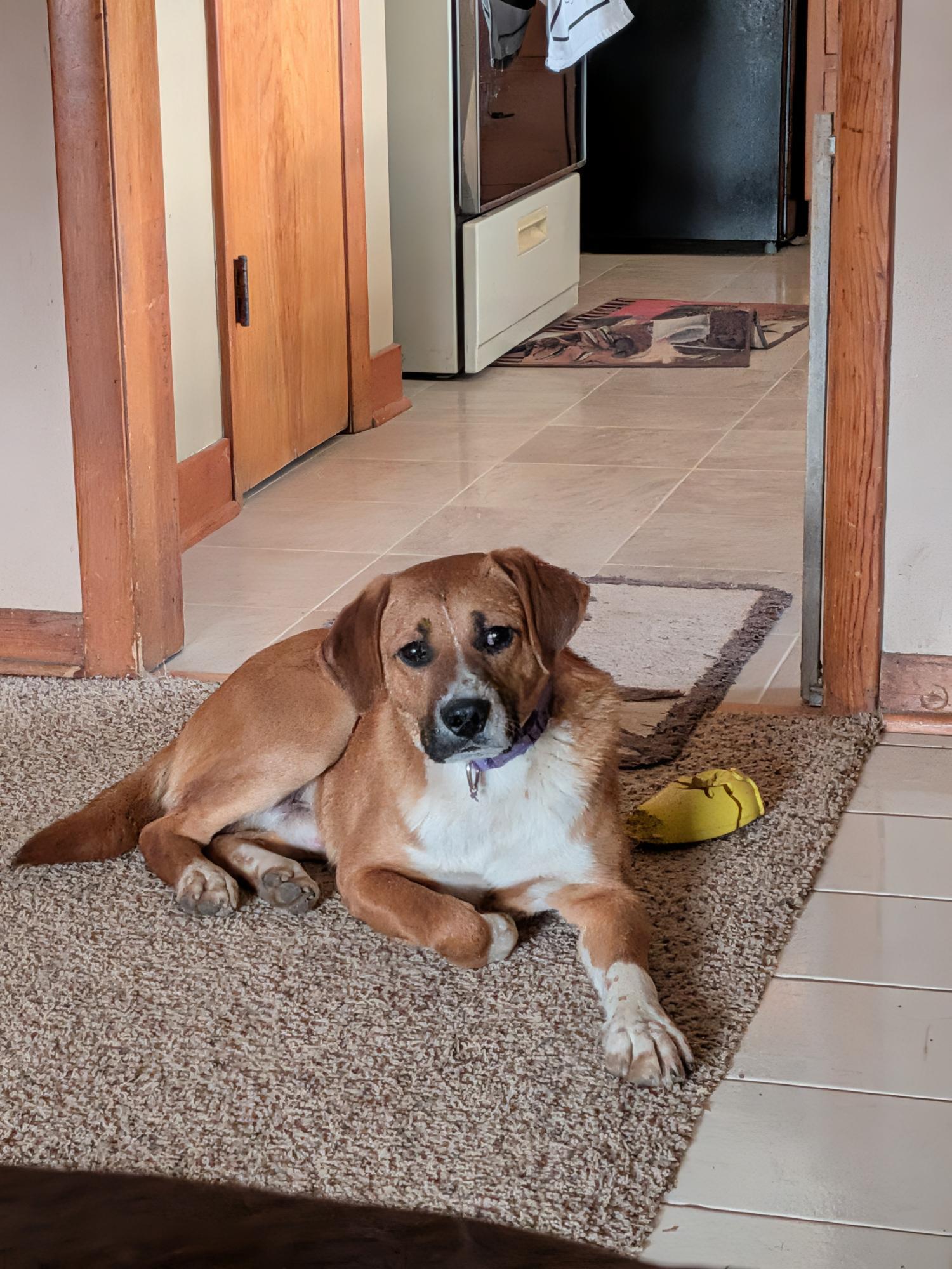 Carson, ADOPTABLE, Young Male Labrador Retriever & Beagle.