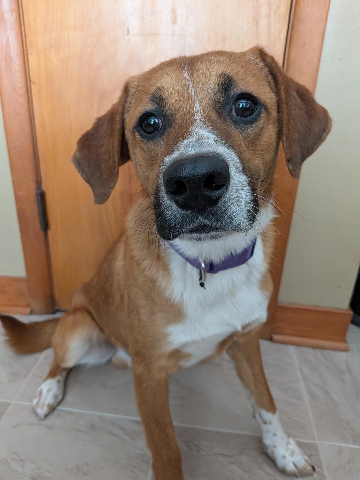 Enlarge Carson, a ADOPTABLE mixed breed in Union Grove, WI image 5/5