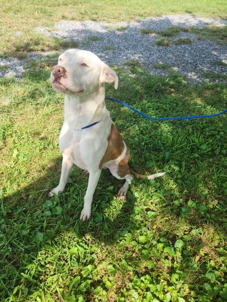 Enlarge Lilly, a Adoptable mixed breed in Cleveland, TN image 1/1