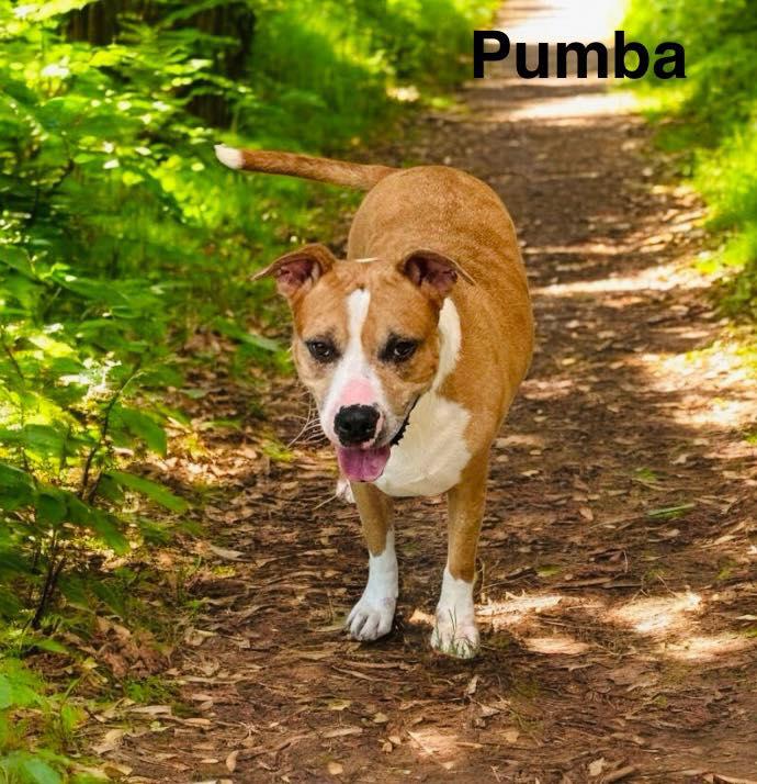 Pumba