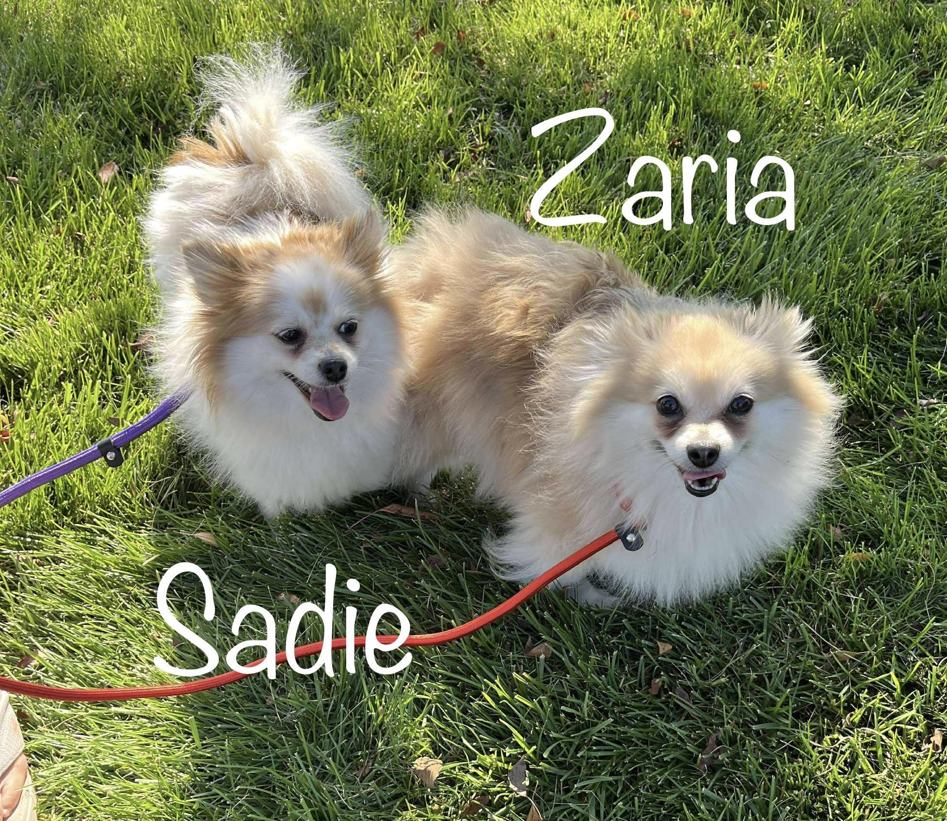 Sadie Mae & Zaria * NY Bonded Pair These Sisters MUST Remain Together