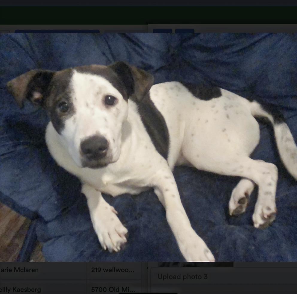 Maggie — thumbnail 3