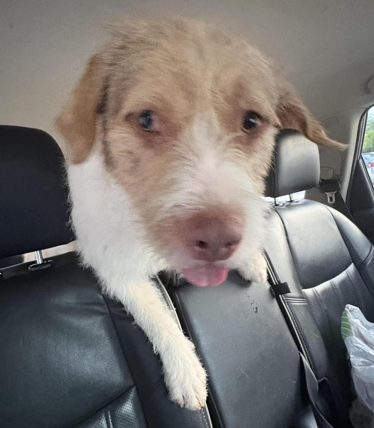 Casper, ADOPTABLE, Adult Male Terrier & Pit Bull Terrier.