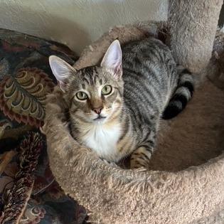 Dusty, Adoptable, Young Male Domestic Short Hair.