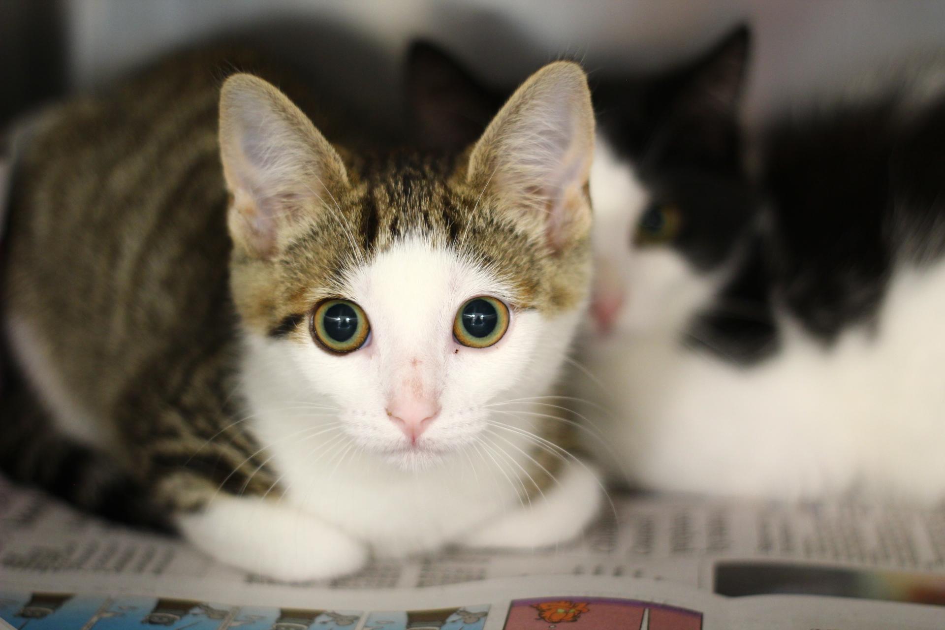 Spaghetti, Adoptable, Kitten Female Domestic Short Hair.