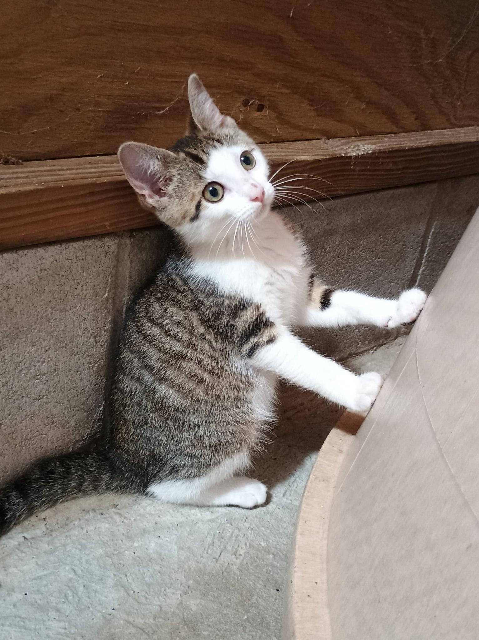 Enlarge Spaghetti, a Adoptable Domestic Short Hair in Toledo, OH image 2/2