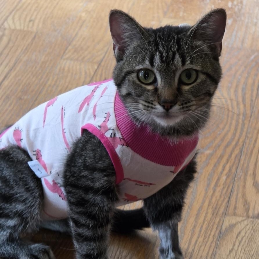 Squash, Adopted, Young Female Tabby & Domestic Short Hair.