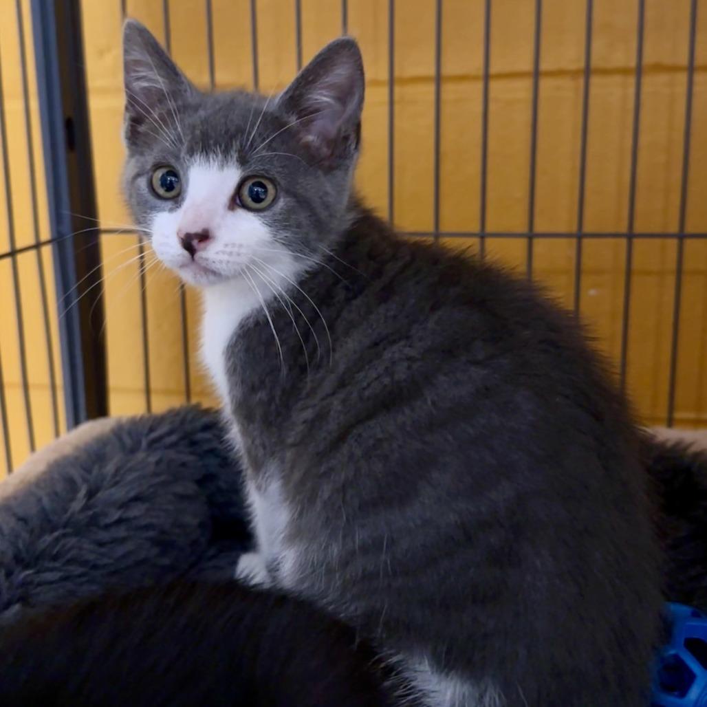 Freesia, a Adoptable Domestic Short Hair in Chesapeake, VA image 1/2