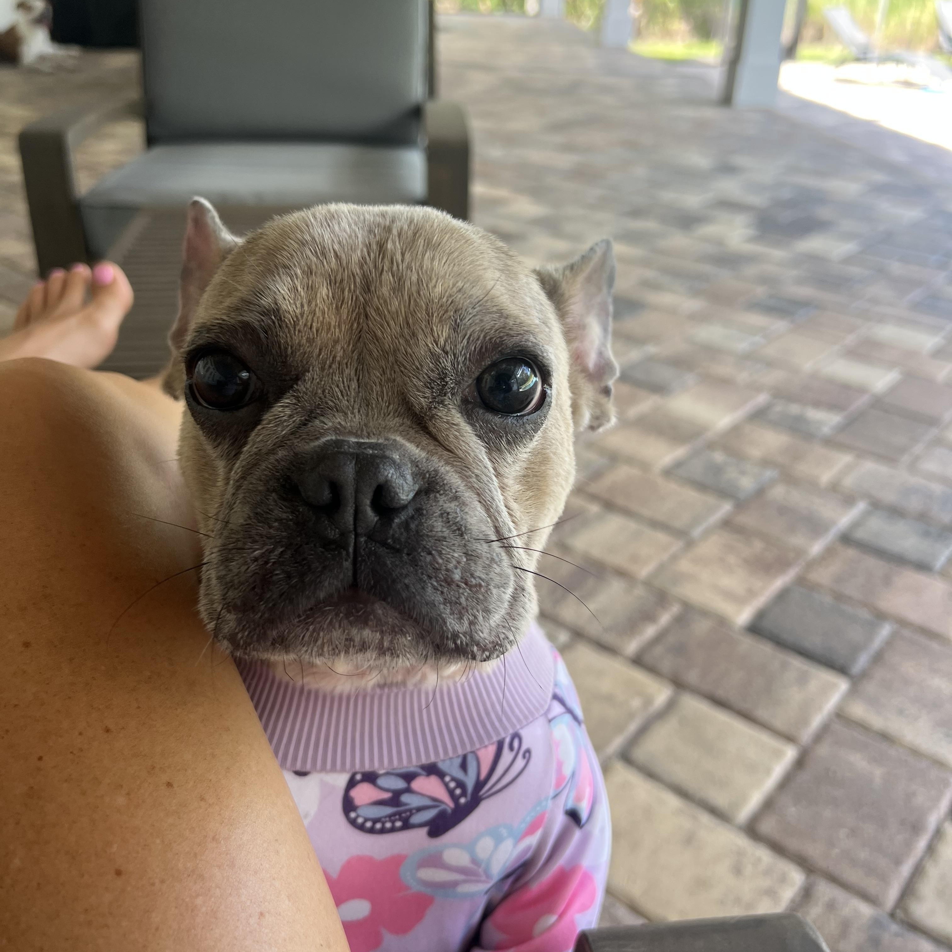 Enlarge Delia, a Adopted French Bulldog in Wesley Chapel, FL image 2/5