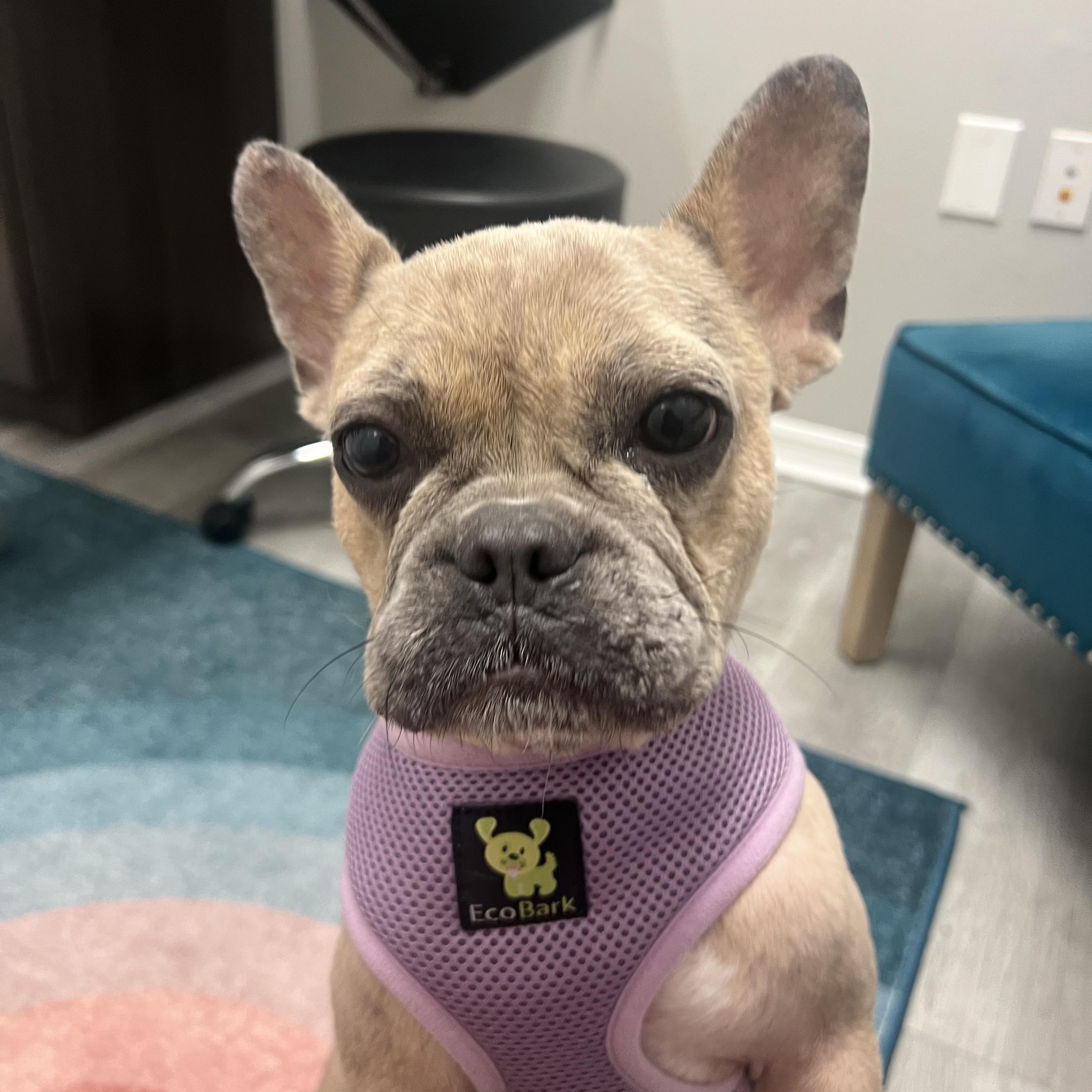 Delia, Adopted, Young Female French Bulldog.