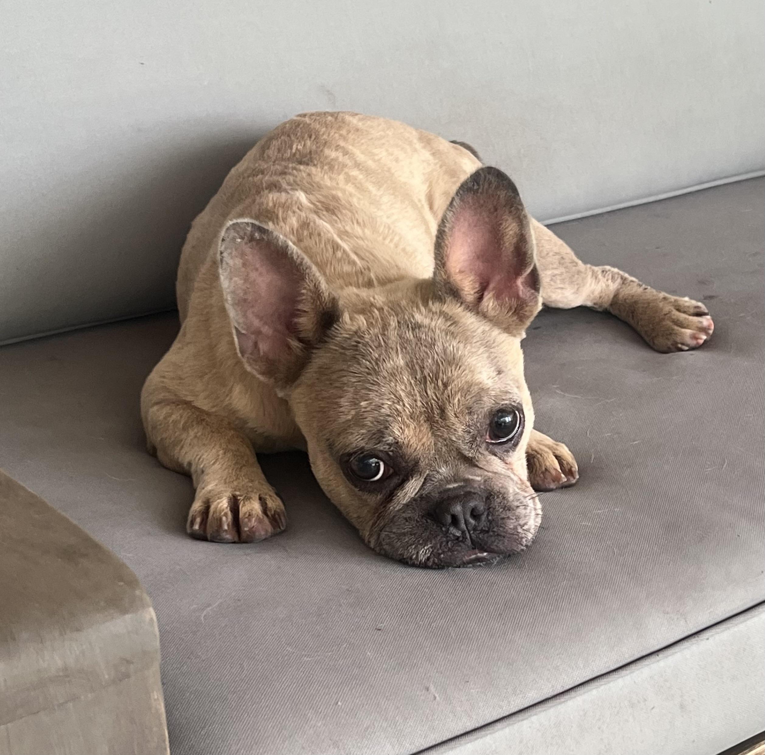 Enlarge Delia, a Adopted French Bulldog in Wesley Chapel, FL image 4/5