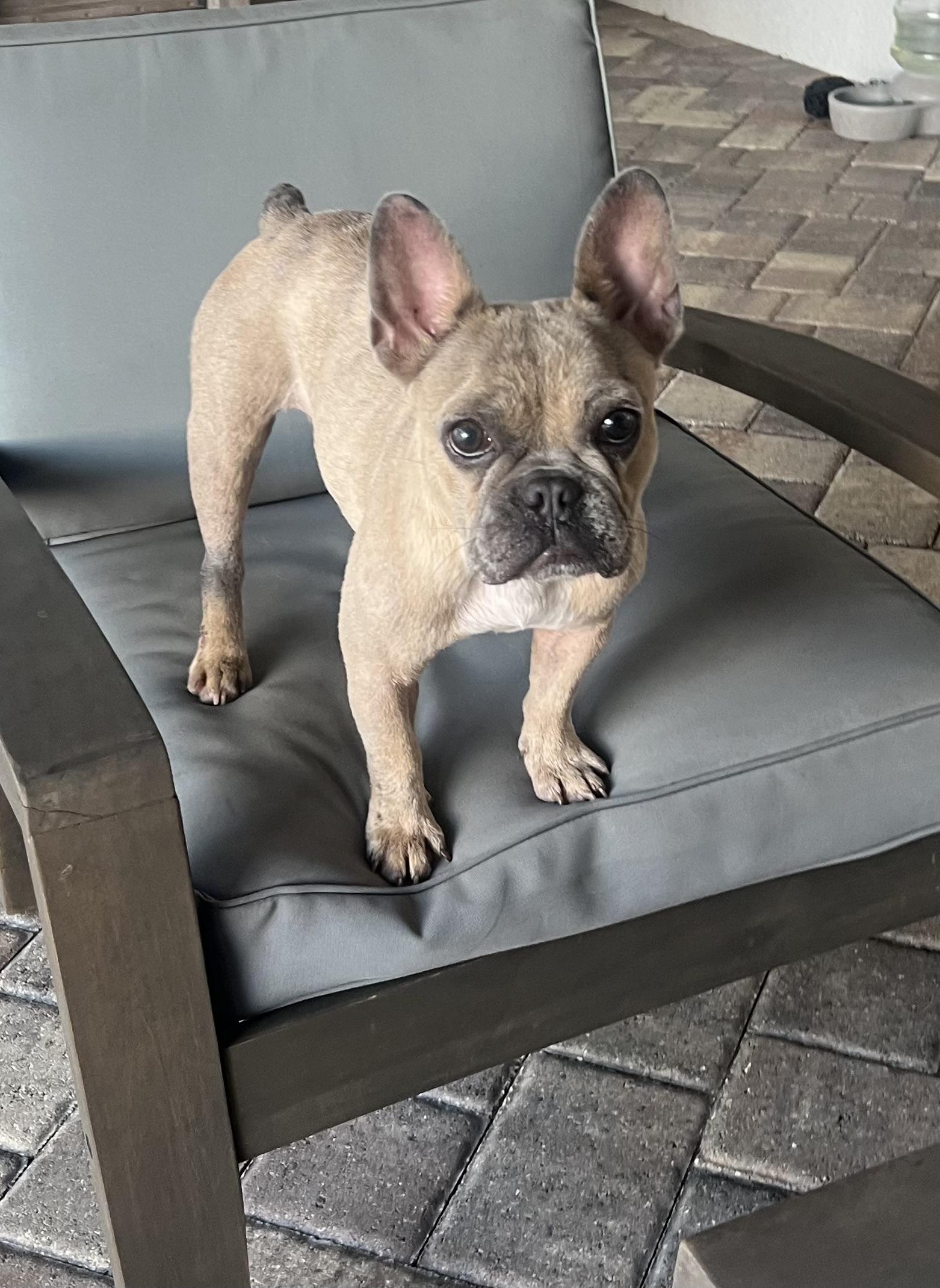 Enlarge Delia, a Adopted French Bulldog in Wesley Chapel, FL image 5/5