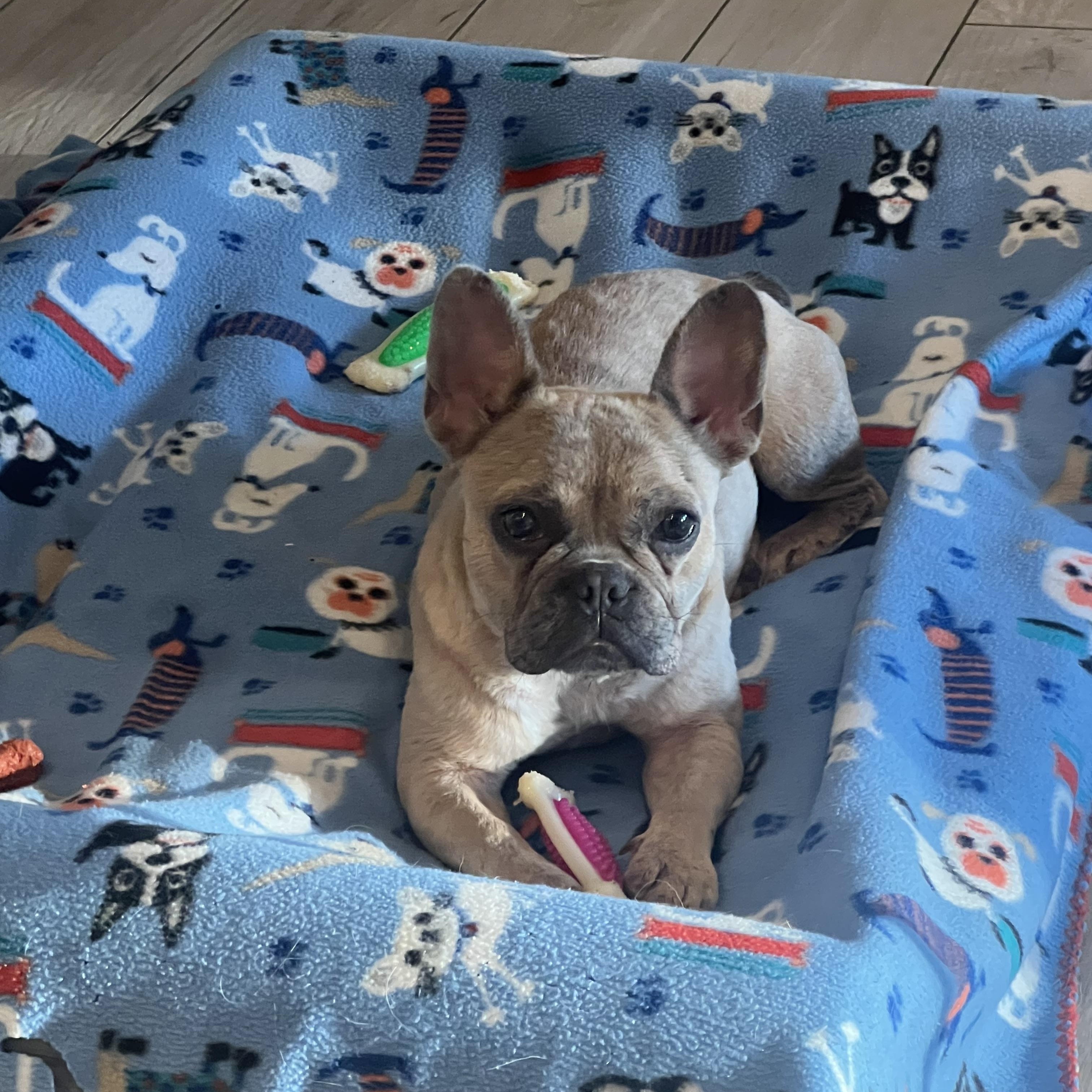 Enlarge Delia, a Adopted French Bulldog in Wesley Chapel, FL image 3/5