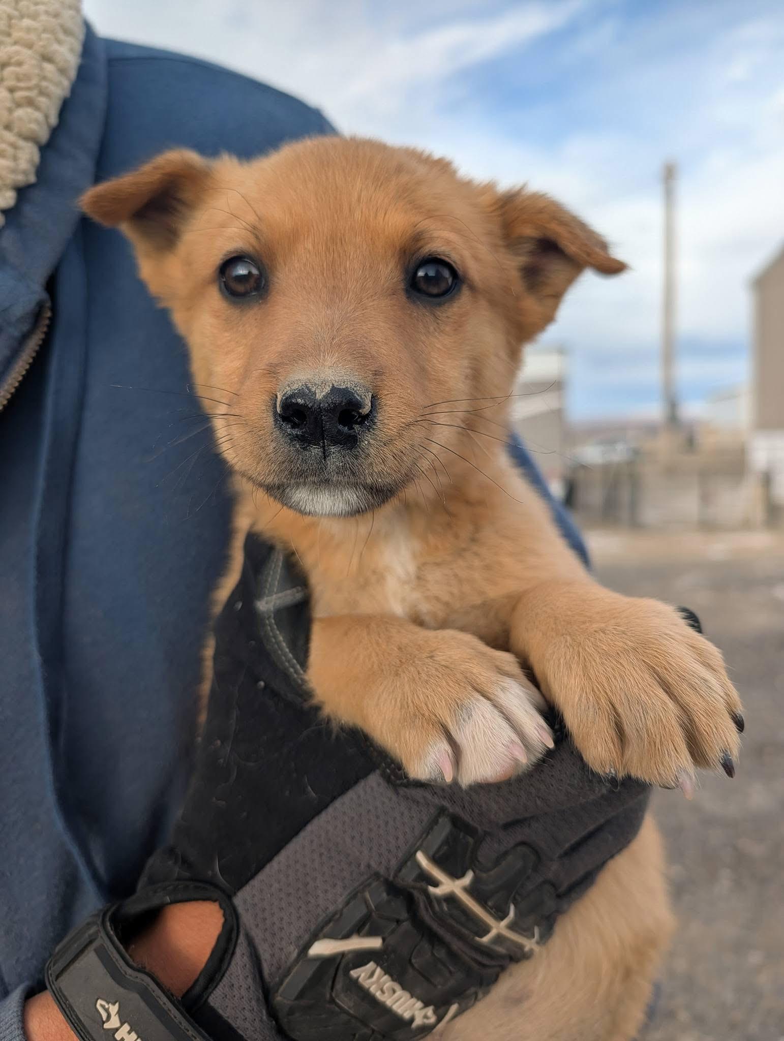 Vanilla, ADOPTABLE, Young Female Cattle Dog.