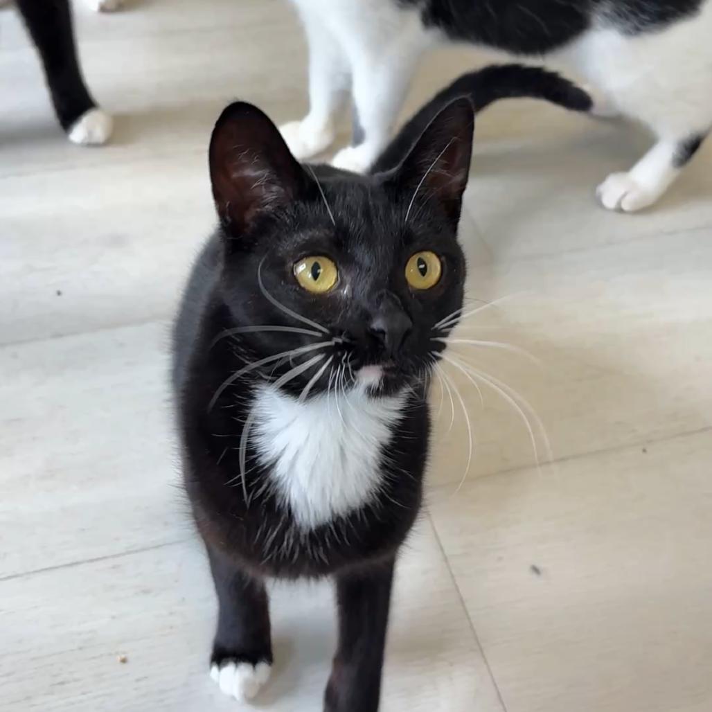 Sweetie, Adoptable, Adult Female Domestic Short Hair.