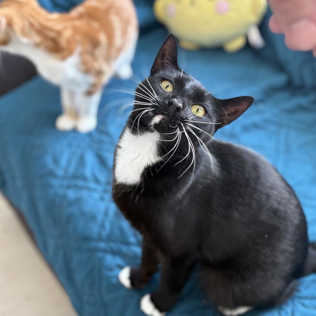 Enlarge Sweetie, a Adoptable Domestic Short Hair in PITTSBURGH, PA image 5/5