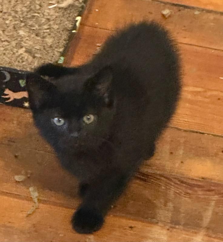 Posh, Adoptable, Kitten Female Domestic Short Hair.