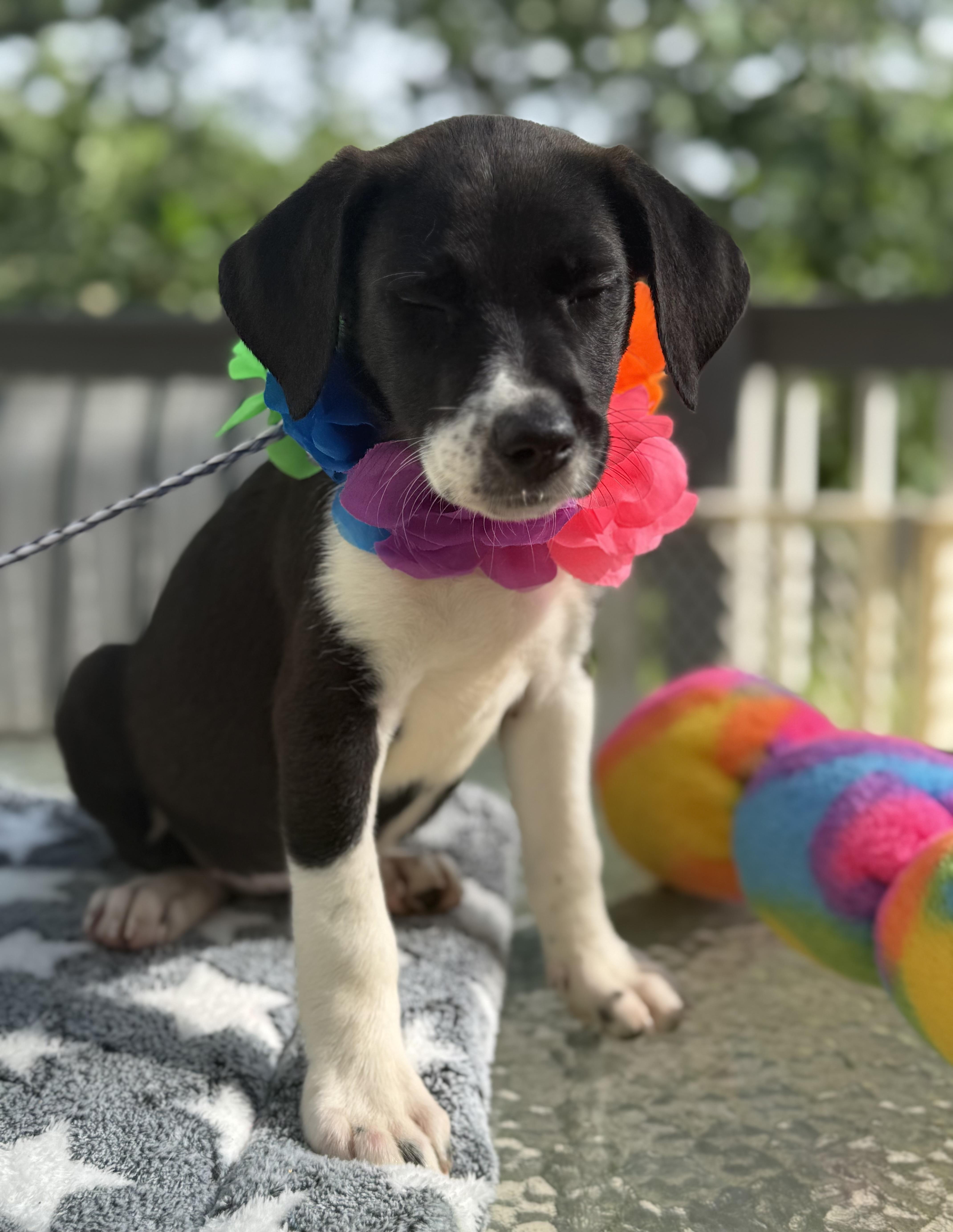 Belle, a ADOPTABLE mixed breed in White Lake, MI image 6/6