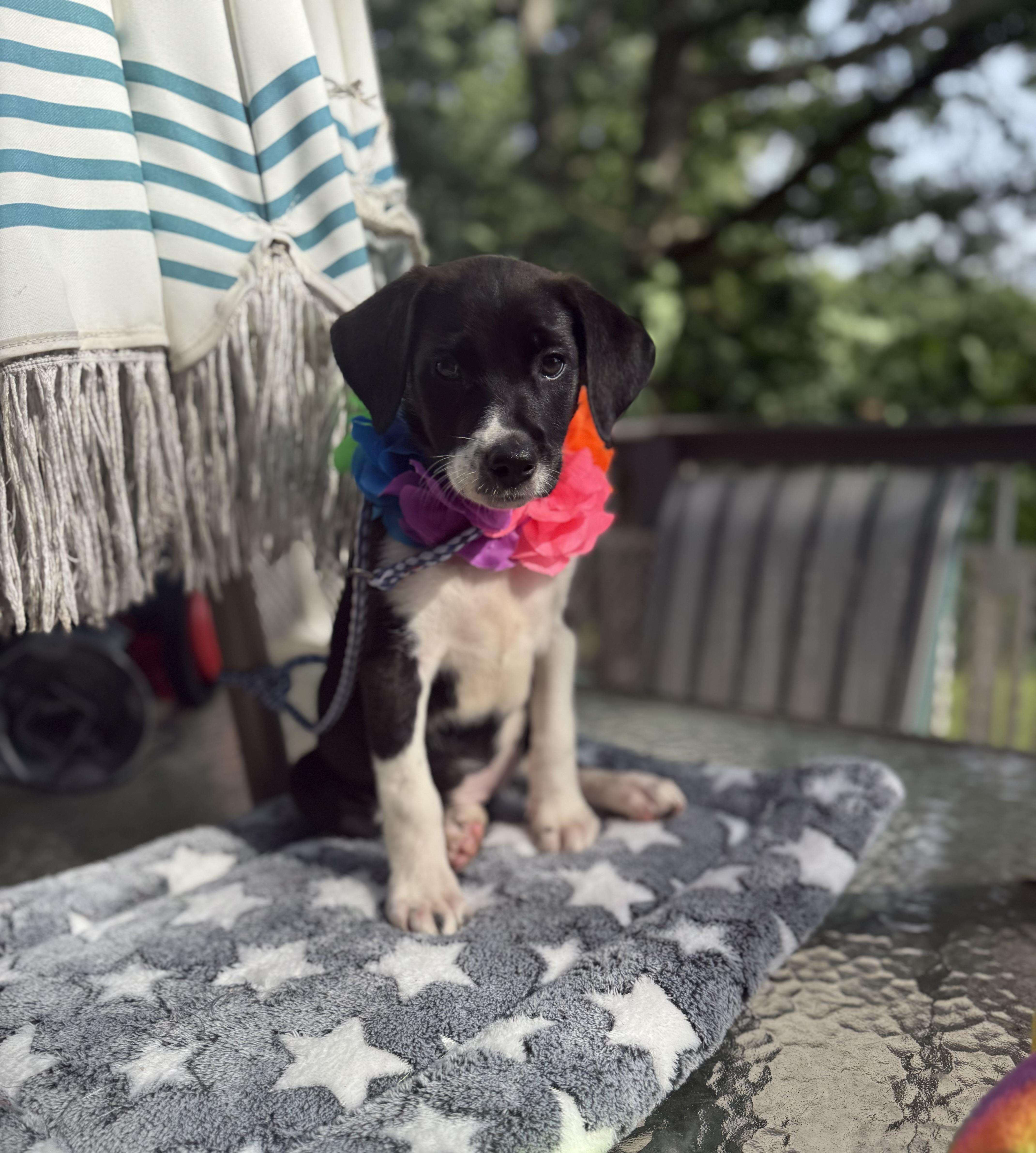 Belle, a ADOPTABLE mixed breed in White Lake, MI image 4/6