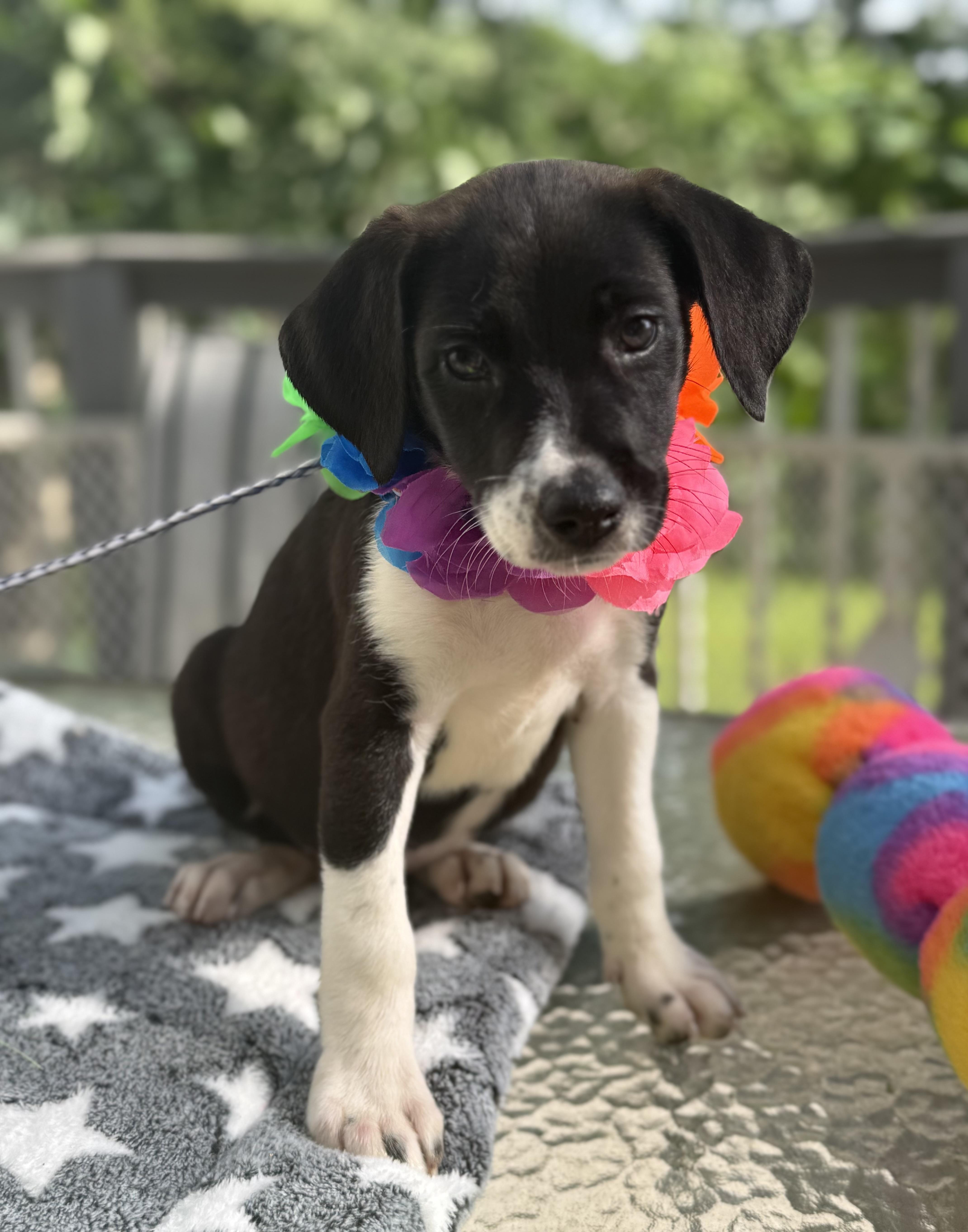Belle, a ADOPTABLE mixed breed in White Lake, MI image 1/6