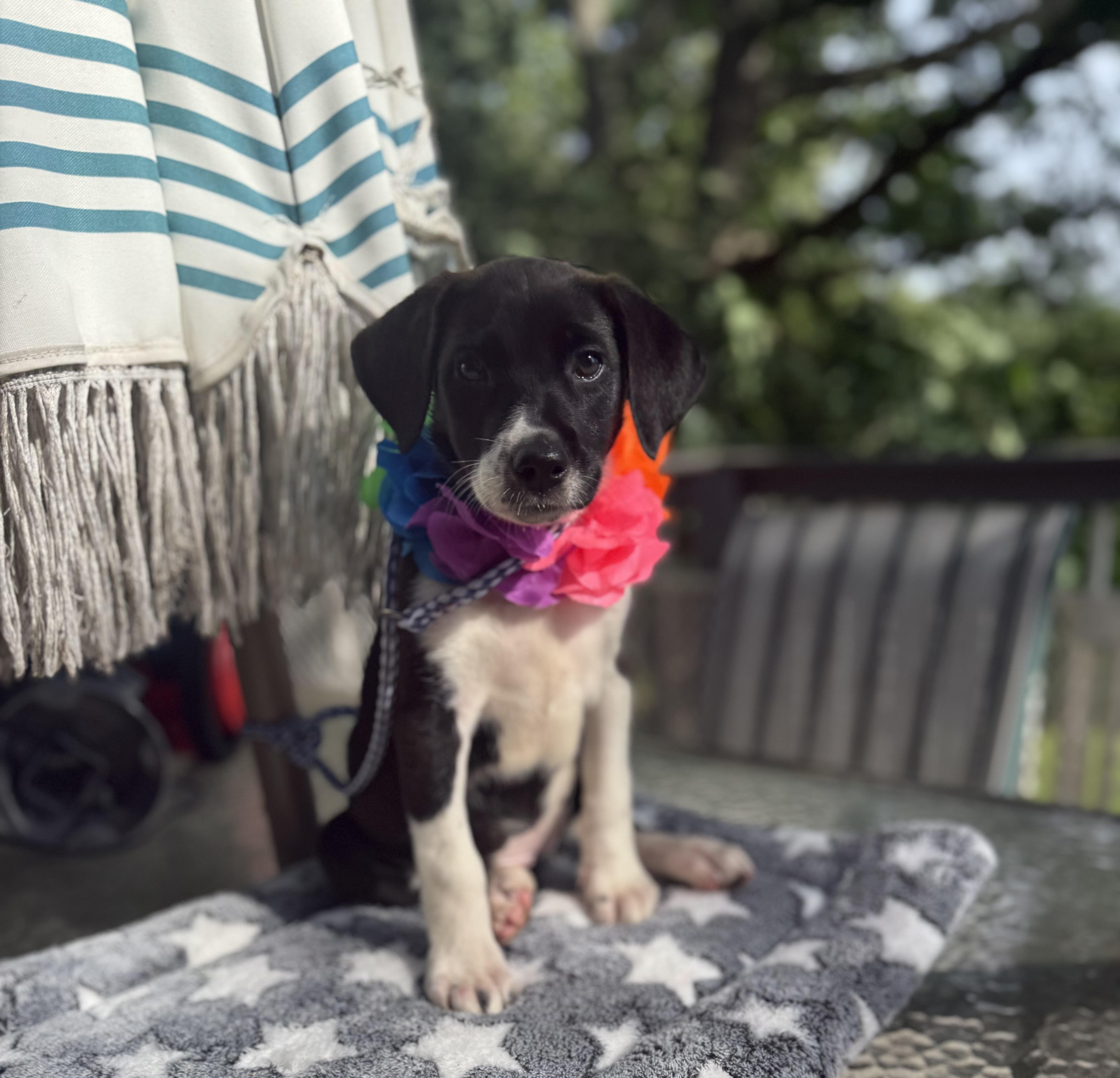 Belle, a ADOPTABLE mixed breed in White Lake, MI image 3/6