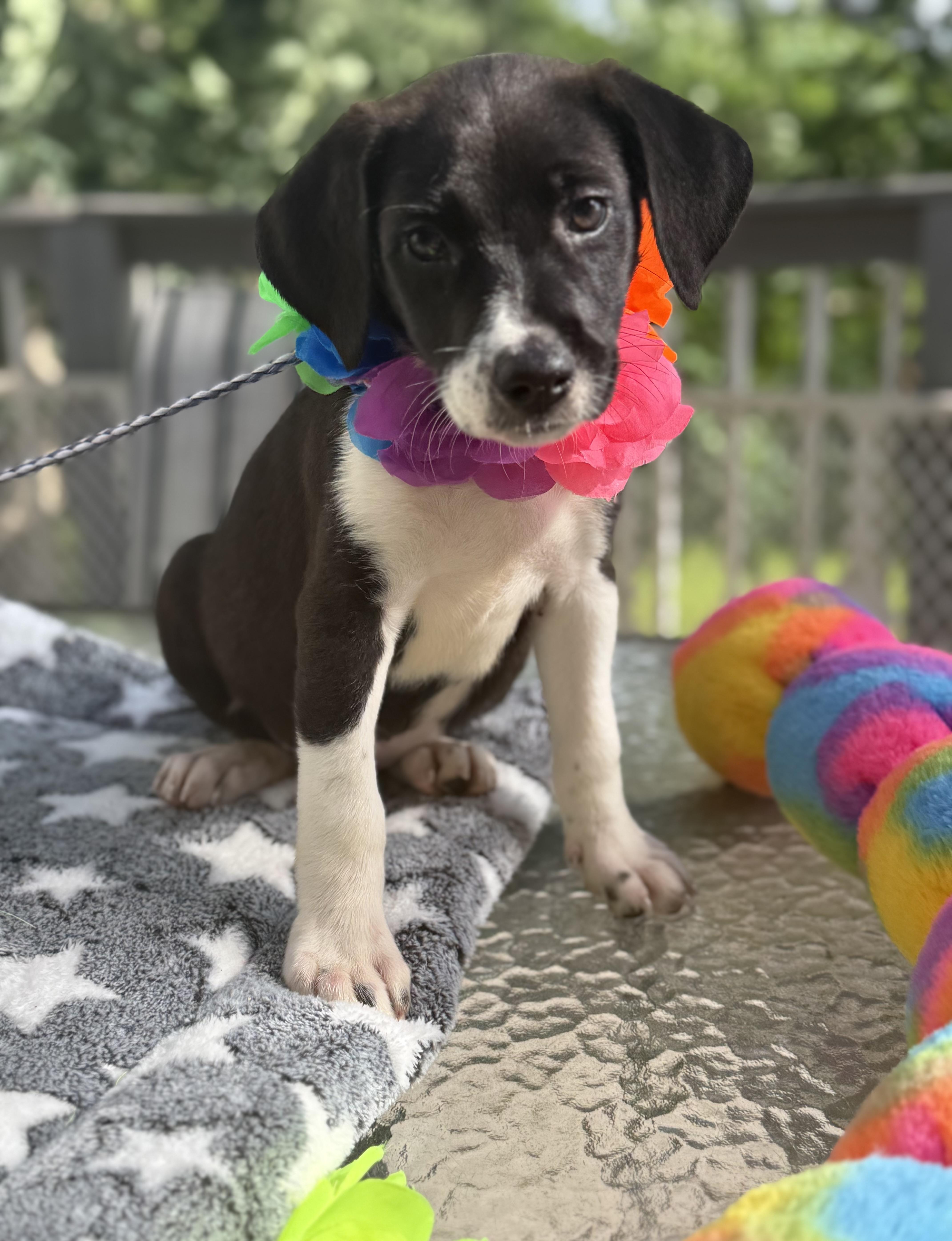 Belle, a ADOPTABLE mixed breed in White Lake, MI image 5/6